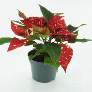 Kerstster Gevlekt