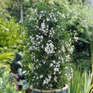 Jasminum Polyanthum 17 cm pot
