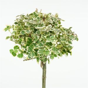 Standard Euonymus Emerald Gaiety 17 cm pot