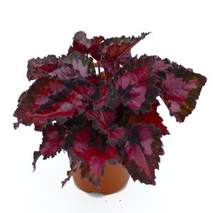 Burgundy Begonia 12cm pot