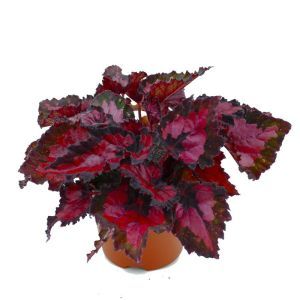 Burgundy Begonia 12cm pot