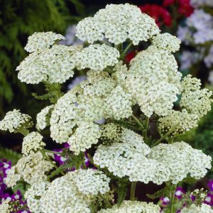 Achillea millefolium White Beauty 9 cm pot
