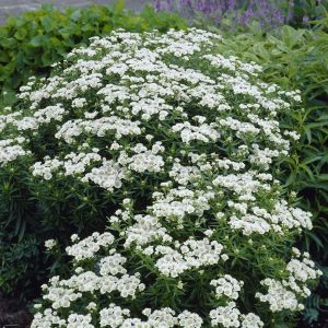 Achillea-ptarmica-Nana compacta 9 cm pot