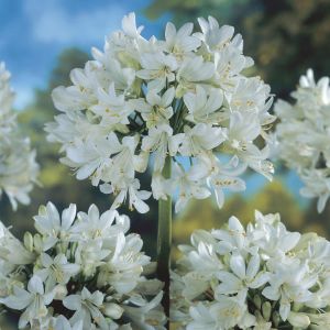 Agapanthus Polar Ice 9 cm pot