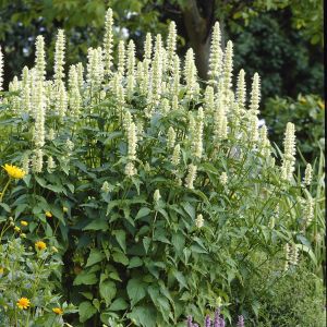 Agastache rugosa Alabaster 9 cm