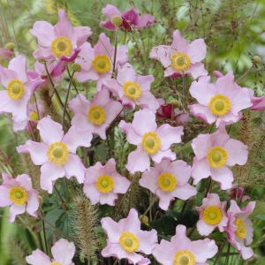 Anemone hybrida Hadspen Abundance 9 cm