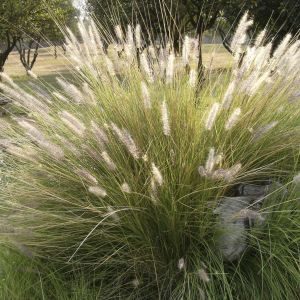 Deschampsia cespitosa Goldschleier 9 cm
