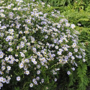 Kalimeris incisa Blue Star 9 cm Pot