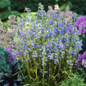 Salvia Uliginosa 9 cm