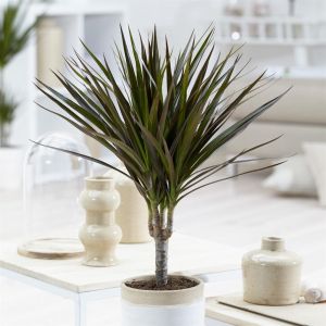Dracaena marginata magenta 11cm 40 cm
