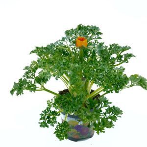 Ranunculus Bi colour 10 cm
