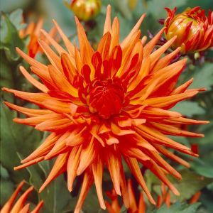Dahlia Park Record