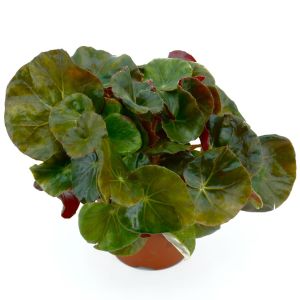 Begonia Red-Green round leaf 12 cm pot