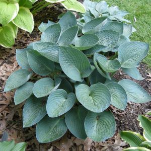 Hosta Blue Vision Bare root