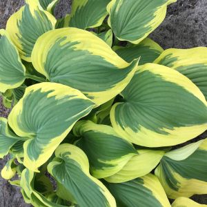 Hosta Broad Band Bare root