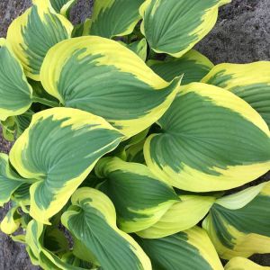 Hosta Broad Band Bare root