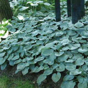 Hosta Buckshaw Blue Bare root