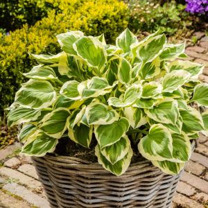 Hosta Diamond Tiara Bare root