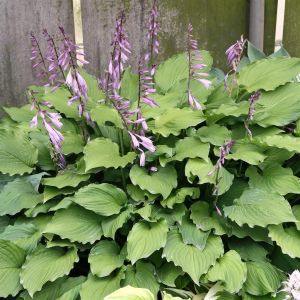 Hosta Elisabeth Bare root
