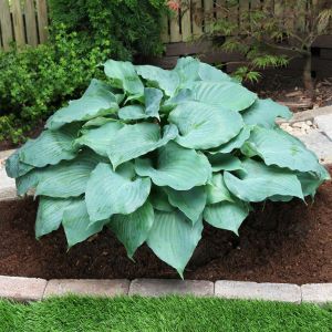 Hosta Moonlight Sonata Bare root