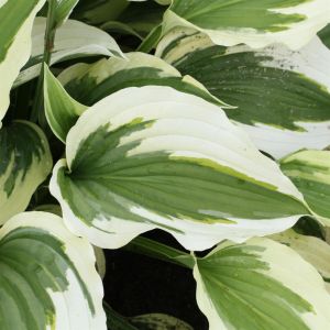 Hosta Silk Road Bare root