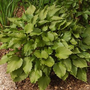 Hosta Stirfry Bare root