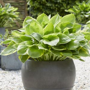 Hosta Tropicana Bare root