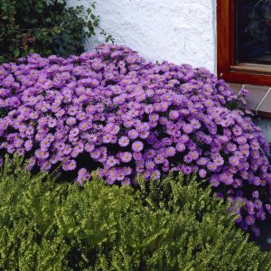 Aster dumosus Prof.Anton Kippenberg 9 cm pot