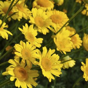 Anthemis hybrida Sause Hollandaise 9cm Pot