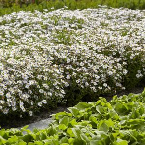 Aster ageratoides Asran 9 cm pot