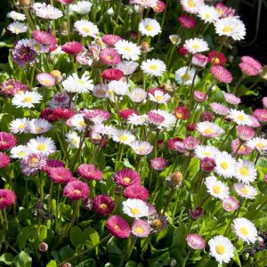 Bellis Perennis Gemengd 9 cm pot