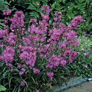 Lychnis viscaria Splendens 9 cm pot
