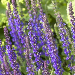 Salvia nemorosa Caradona 9 cm
