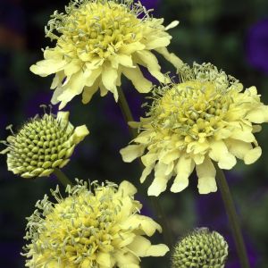 Scabiosa ochroleuca 9cm