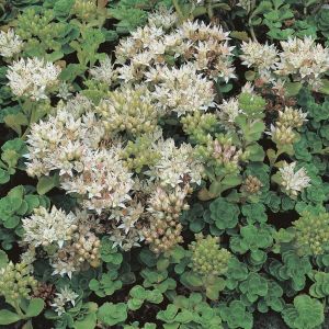 Sedum spurium Album 9 cm