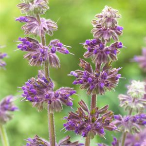 Salvia verticillata Purple Rain 9 cm