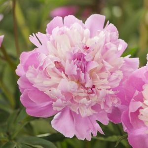 Paeonia Mme Emile Debatene(Lactiflora Pink)