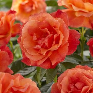 Rose Floribunda Arthur Bell 3ltr Pots