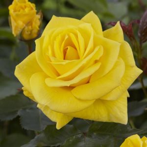 Rosa Friesia (Floribunda Yellow)