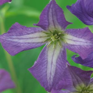 Clematis Viticella 11cm pot