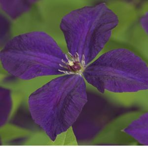 Clematis Viticella Polish Spirit 11cm pot