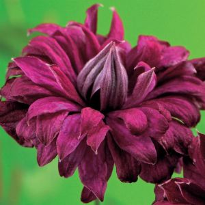 Clematis Viticella Purpurea Plena  Elegance 11cm pot