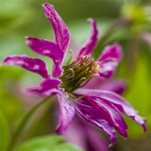 Clematis Viticella Rosalyn 11cm pot