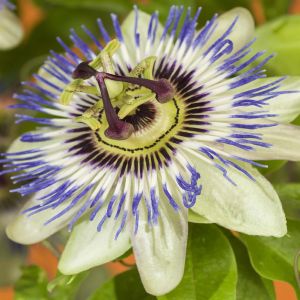 Passiflora Caerulea 11 cm pot