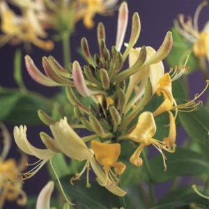 Lonicera Periclymenum 11 cm pot
