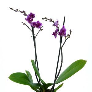 Phalaenopsis Purple Rain 11 cm