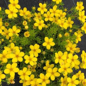 Potentilla f Hendlin Bella Lindsey 9 cm pot