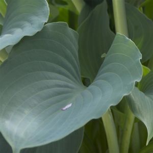 Hosta Blue Mouse Ears 9 cm