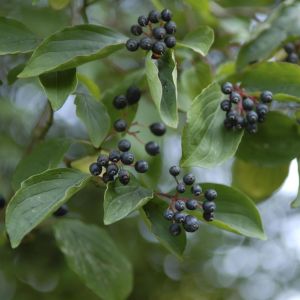 Cornus amomum Blue Cloud 9 cm pot