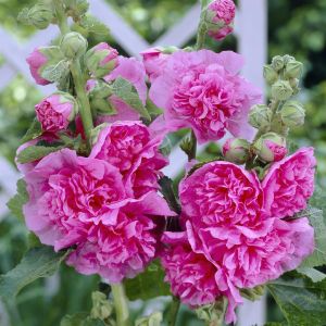 Alcea rosea double Pink 11 cm